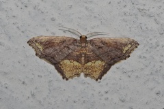 Eois angulata