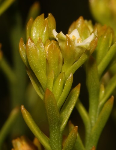 Image of Thesium quinqueflorum by (c) Brian du Preez, some rights reserved (CC BY-SA)