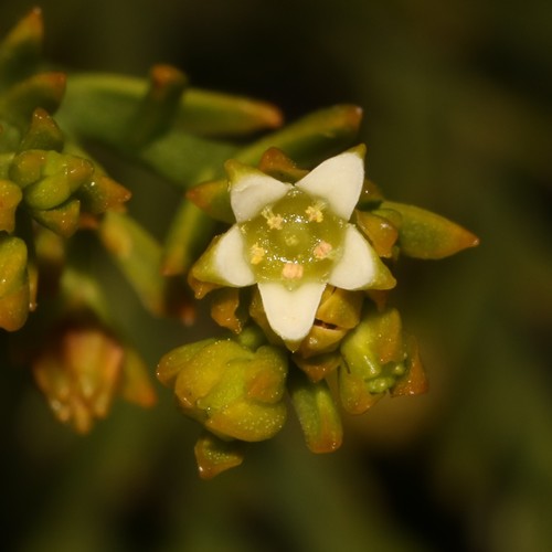 Image of Thesium quinqueflorum by (c) Brian du Preez, some rights reserved (CC BY-SA)
