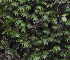 Fissidens leptocladus