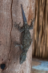 Hemidactylus platycephalus