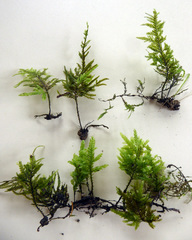 Austrothamnium pandum