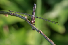 Libellula cyanea