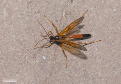Opheltes glaucopterus barberi