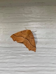 Tetracis jubararia