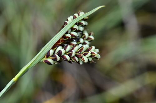 Carex bicolor