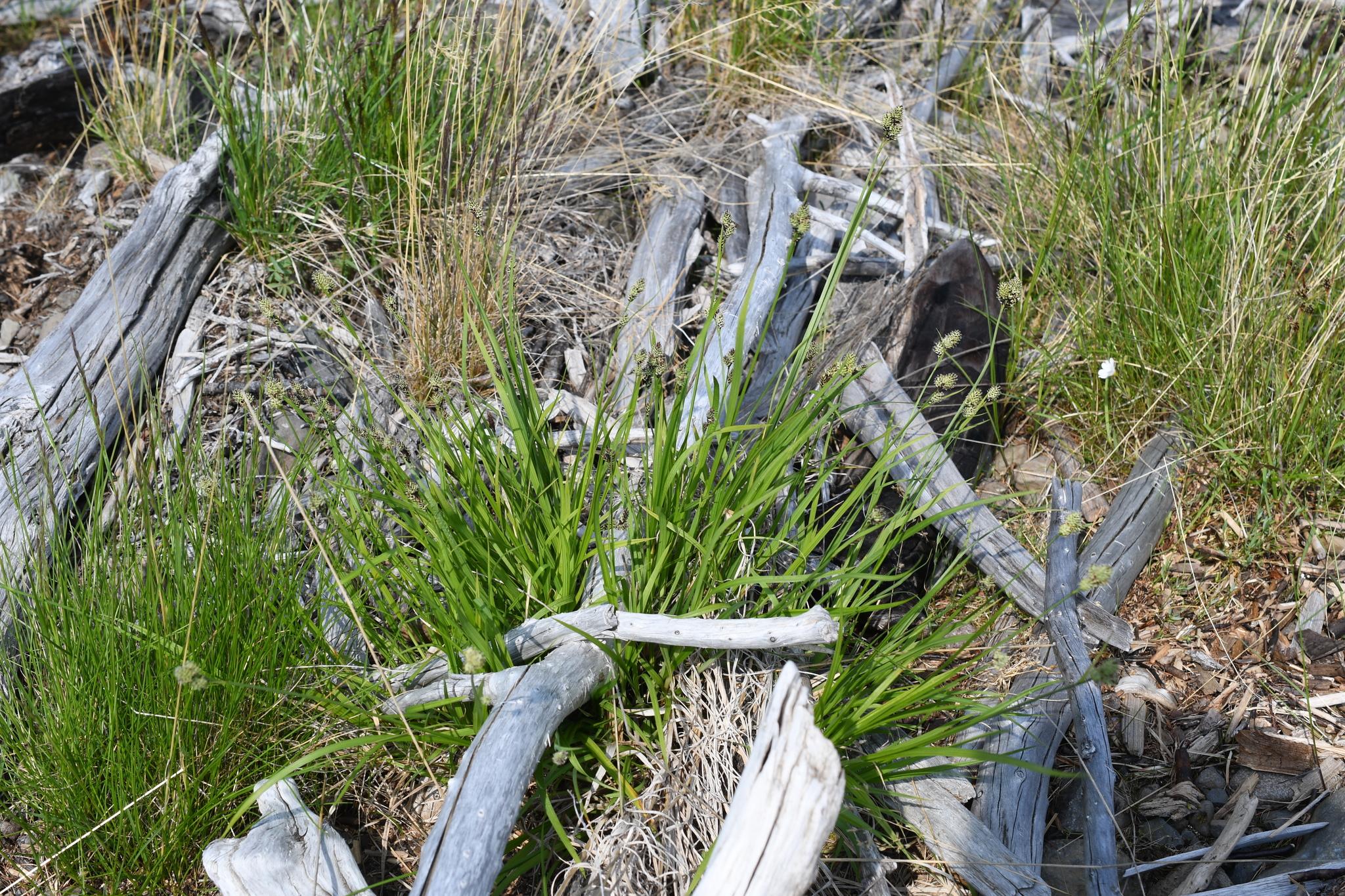 Carex adelostoma