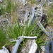 Carex adelostoma - Photo (c) Игорь Поспелов, algunos derechos reservados (CC BY-NC), subido por Игорь Поспелов
