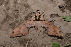 Adhemarius gannascus