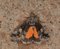 Copanarta aurea