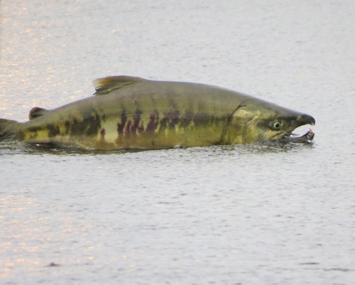Chum Salmon