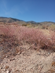 Eriogonum baileyi