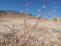 Eriogonum baileyi