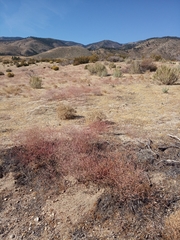 Eriogonum baileyi
