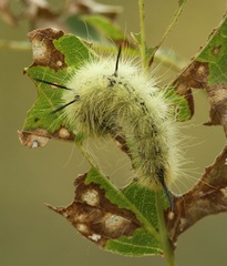 Acronicta