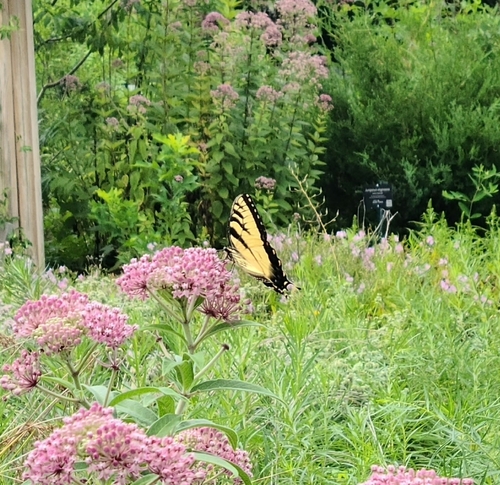 Eastern Tiger Swallowtail