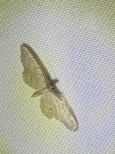 iNaturalist observation photo of Geometer Moths