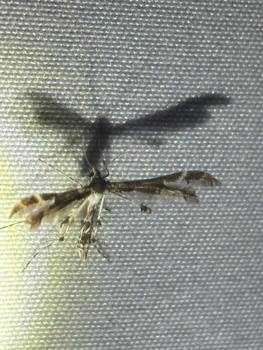 iNaturalist observation photo of Capperia