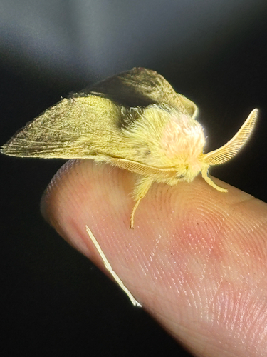 iNaturalist observation photo of Lappet Moths