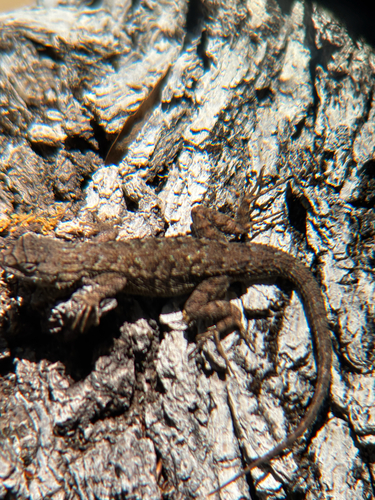 iNaturalist observation photo of Western Fence Lizard