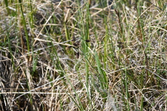 Carex atrofusca