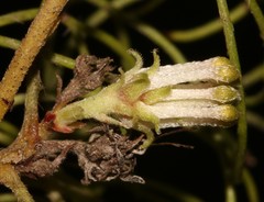 Serruria inconspicua