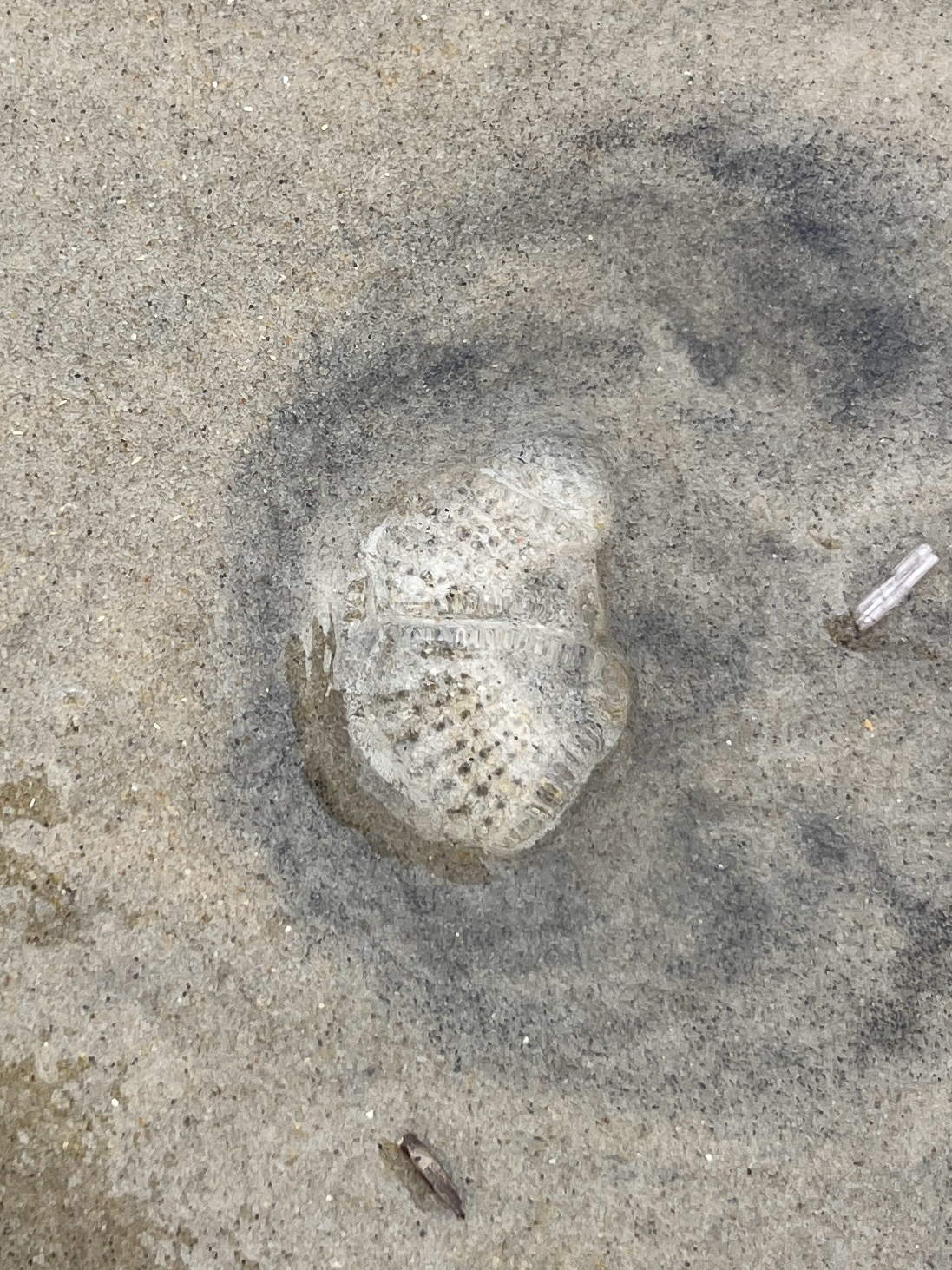 Rhacostoma atlanticum L.Agassiz, 1851