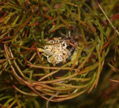 Serruria inconspicua