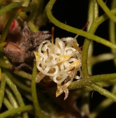 Serruria inconspicua