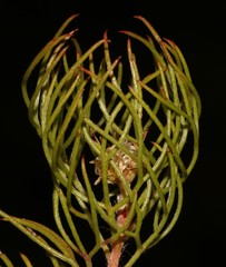 Serruria inconspicua