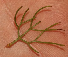 Serruria inconspicua