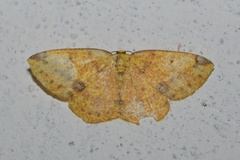 Periclina rumiaria