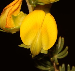 Aspalathus citrina