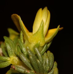 Aspalathus citrina