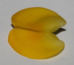 Aspalathus citrina