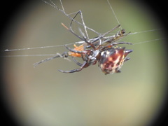 Gasteracantha curvispina
