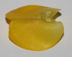 Aspalathus citrina