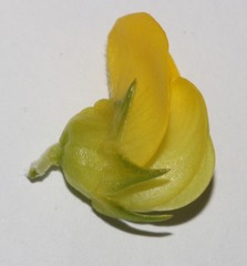 Aspalathus citrina