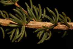 Aspalathus citrina