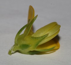 Aspalathus citrina