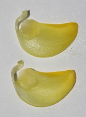 Aspalathus citrina