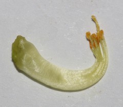 Aspalathus citrina