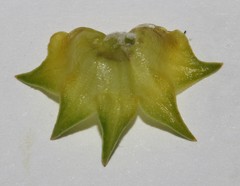 Aspalathus citrina