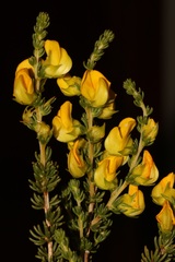 Aspalathus citrina