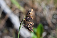 Carex atrofusca