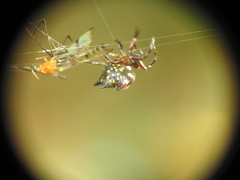 Gasteracantha curvispina