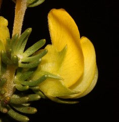 Aspalathus citrina