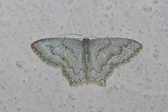 Chloropteryx opalaria