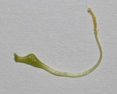 Aspalathus citrina