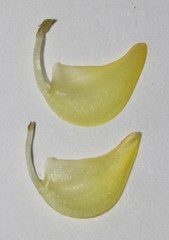 Aspalathus citrina